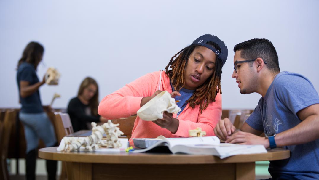 Two students looking a model skull