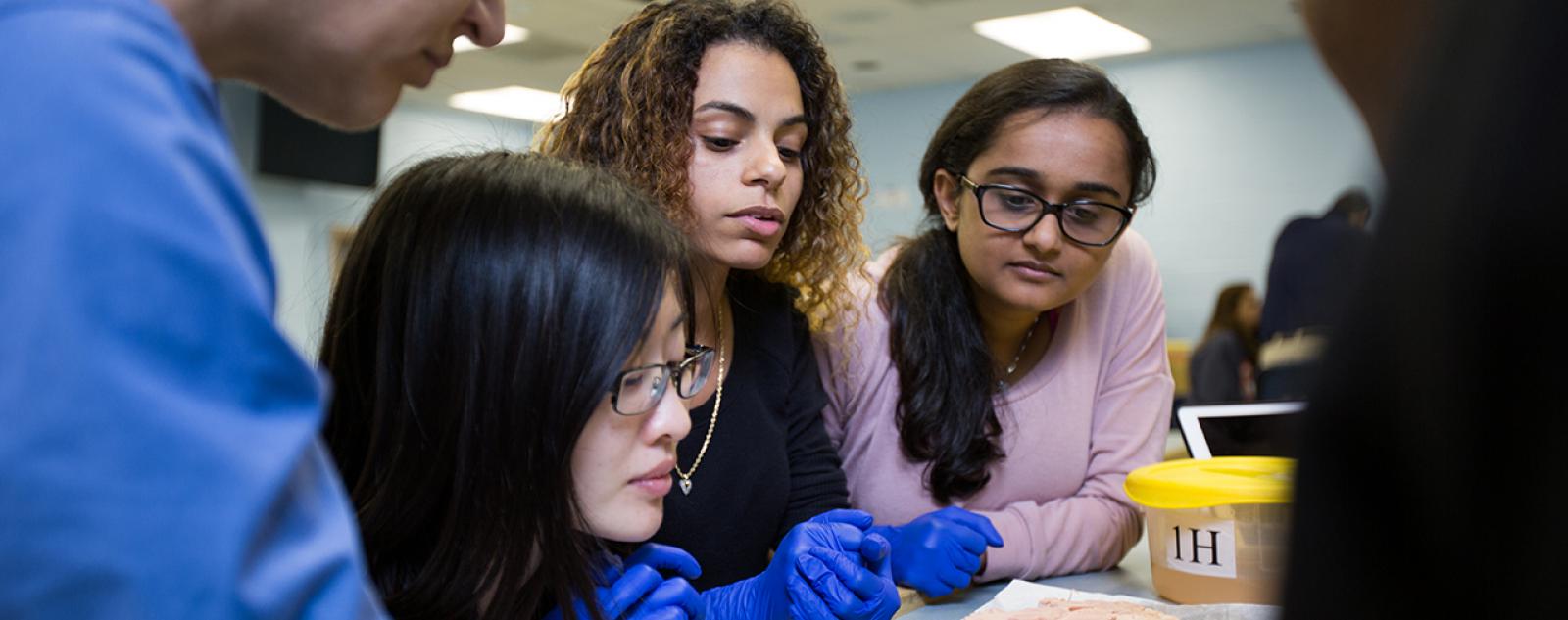 Students looking at a brain