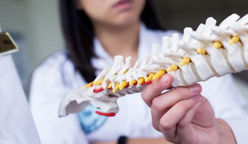 Chiropractic students looking at a model spine